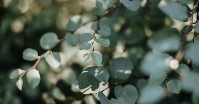 Inspired Weight Loss Chirothin